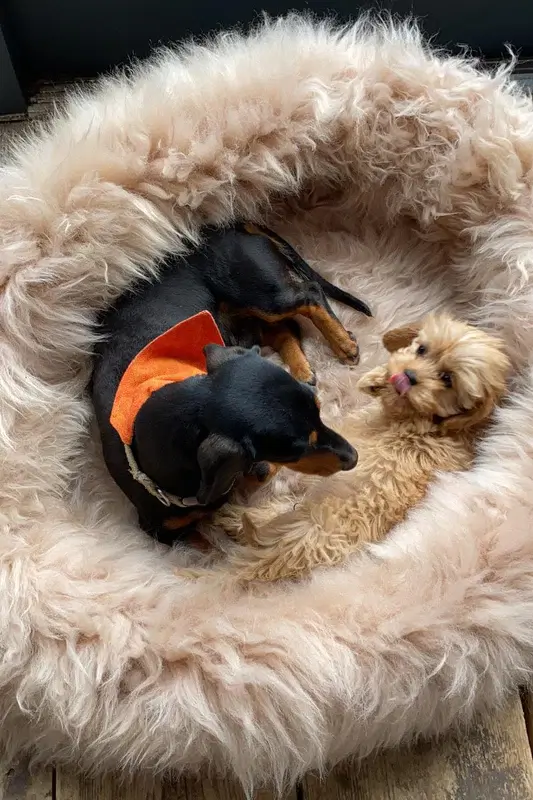 Stable of Ireland Champagne Irish Sheep Wool Dog Bed, €155