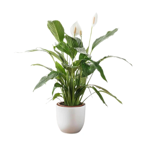 Ballyseedy Garden CentrePeace Lily/Spathiphyllum Cupido Compactum, €24.95
