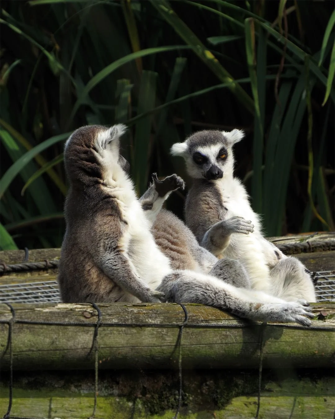 A trip to Dublin Zoo, tickets from €14