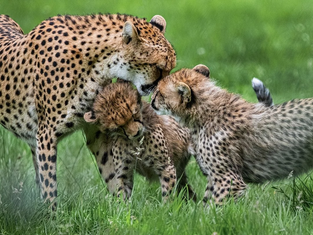 A trip to Fota Wildlife Park, tickets from €12.50