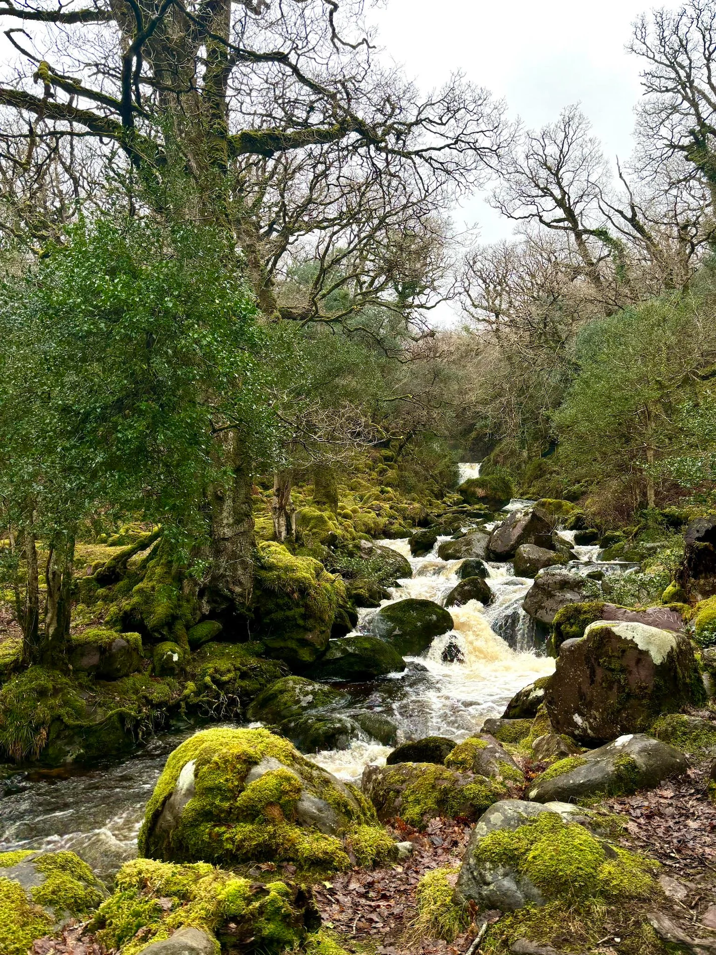 Wander Wild Festival