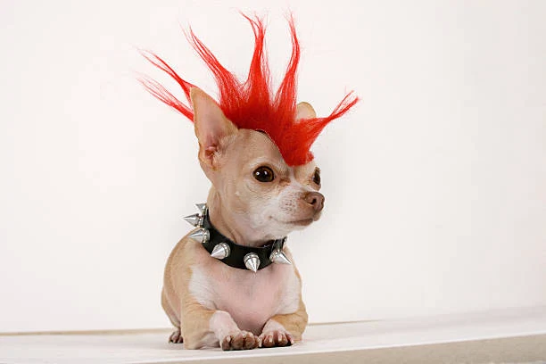 punkdog