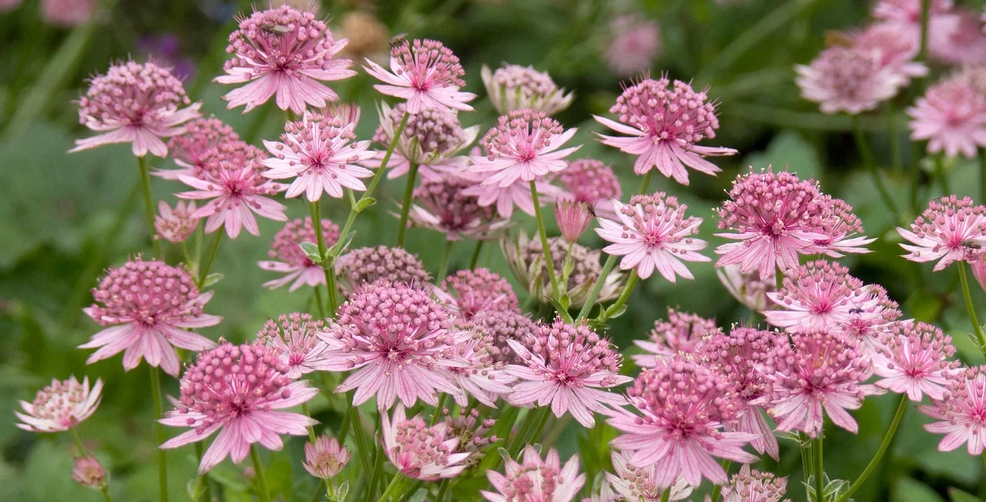 Astrantia (Astrantia 'Berendien Stam')