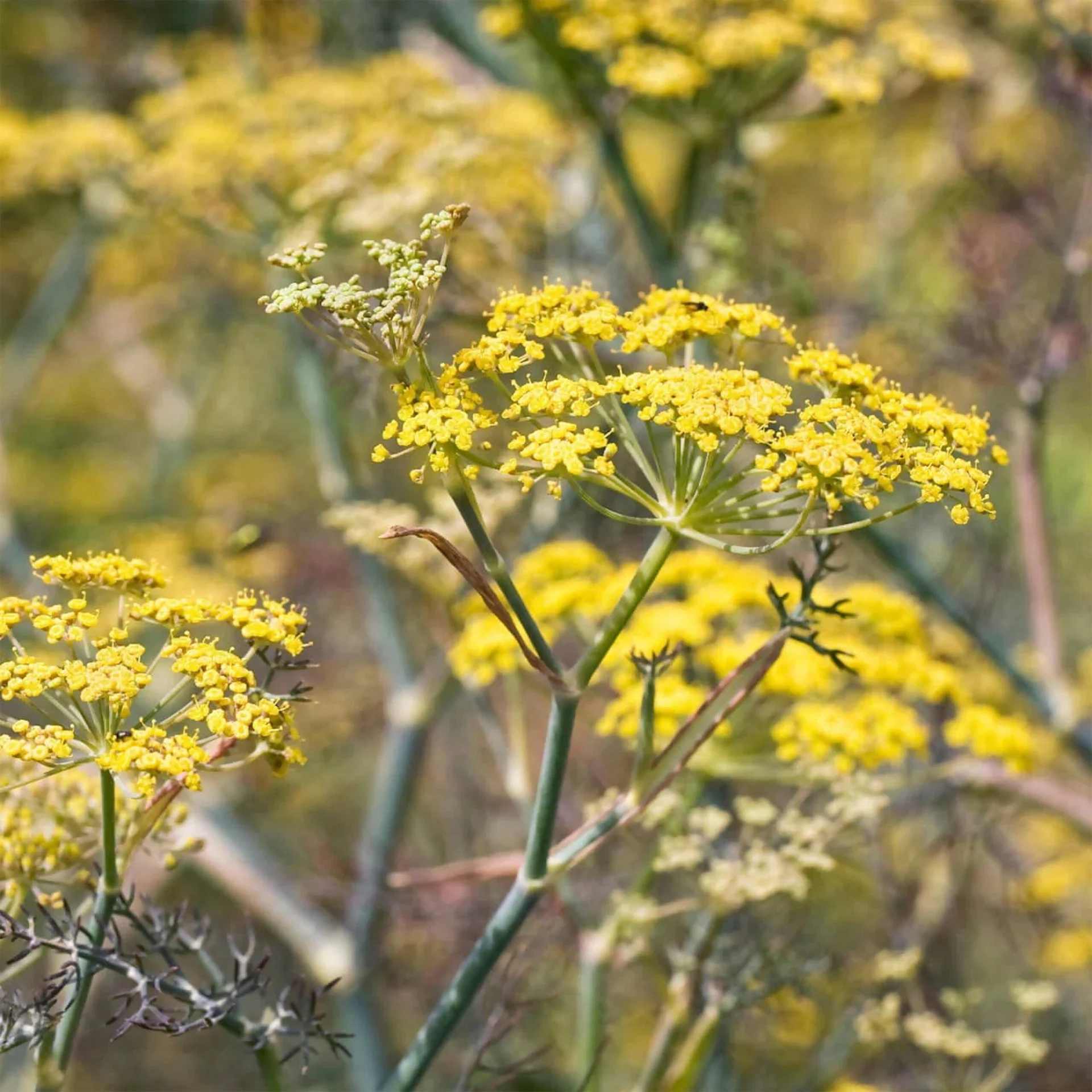 Bronze fennel (Foeniculum vulgare 'purpureum')