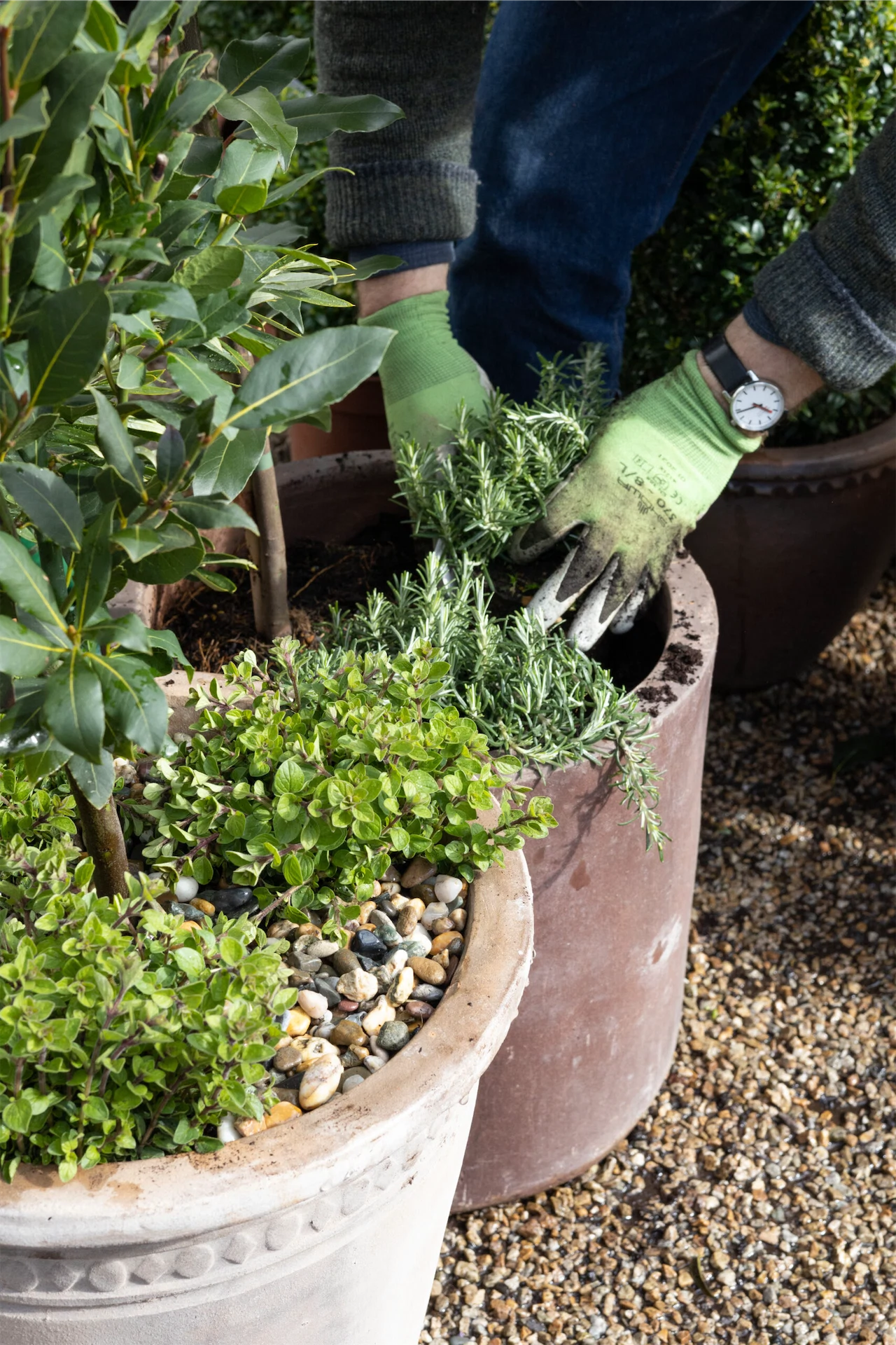 Patio planting: how to create a handy herb pot