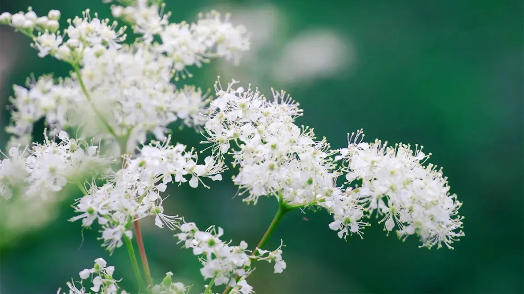 Meadowsweet (Filipendula ulmaria)