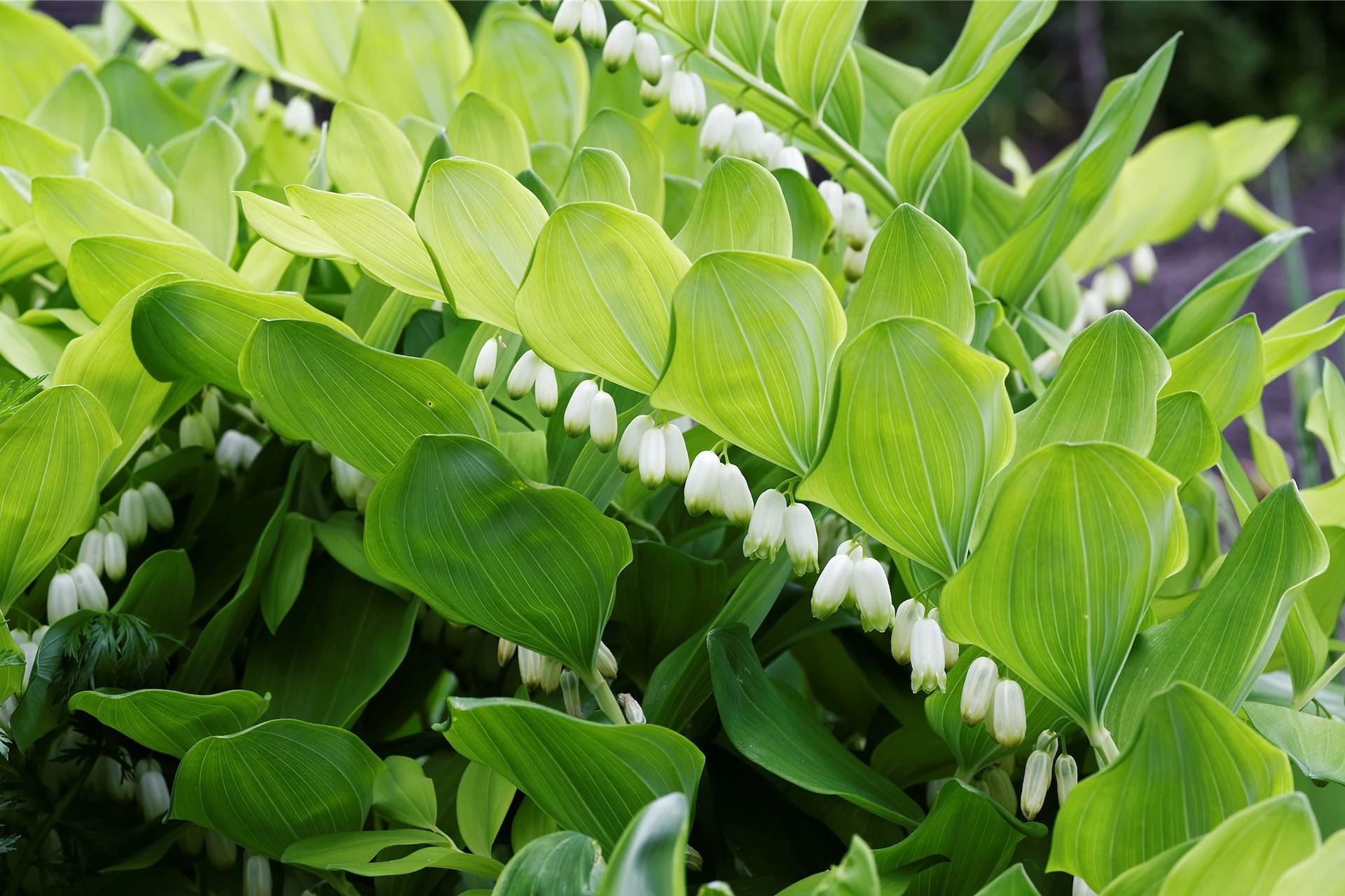 Solomon’s seal (polygonatum),