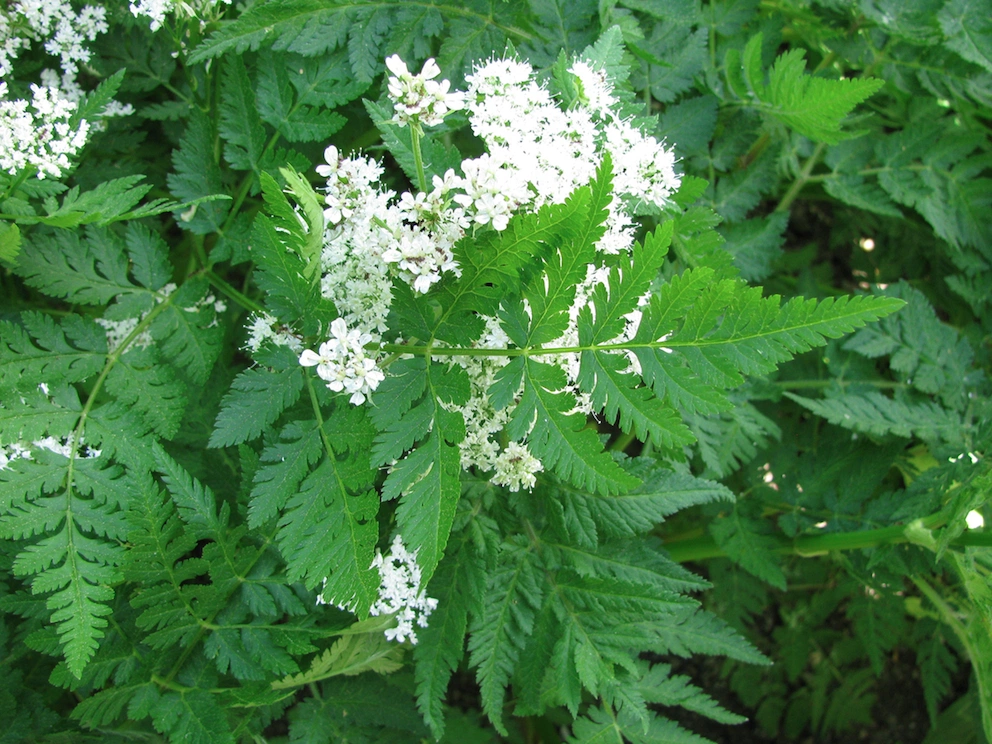 Sweet cicely (Myrrhis odorata)