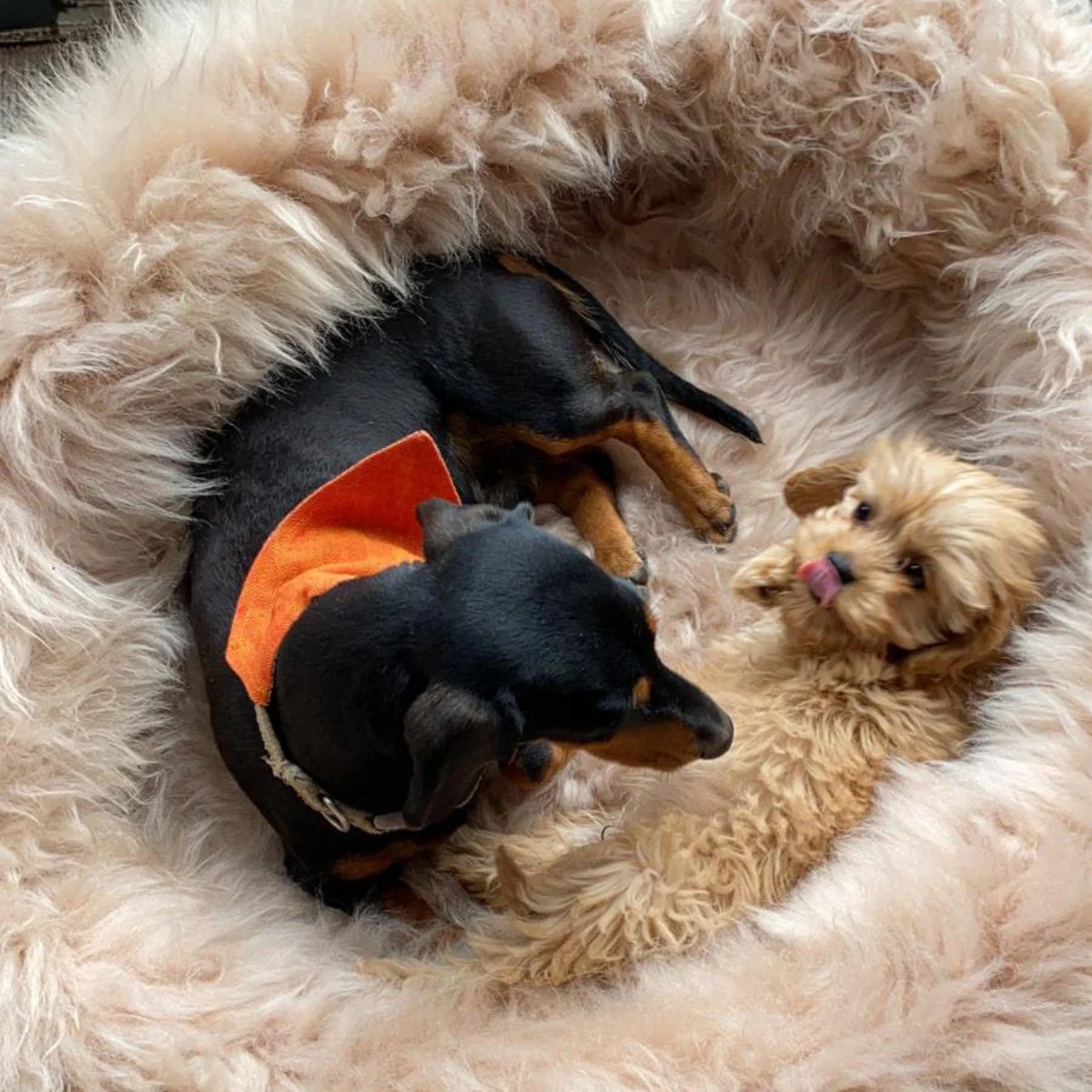 Champagne Irish Sheep Wool Dog Bed, €155, Stable of Ireland