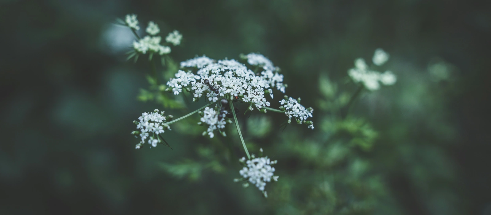 end of life planning