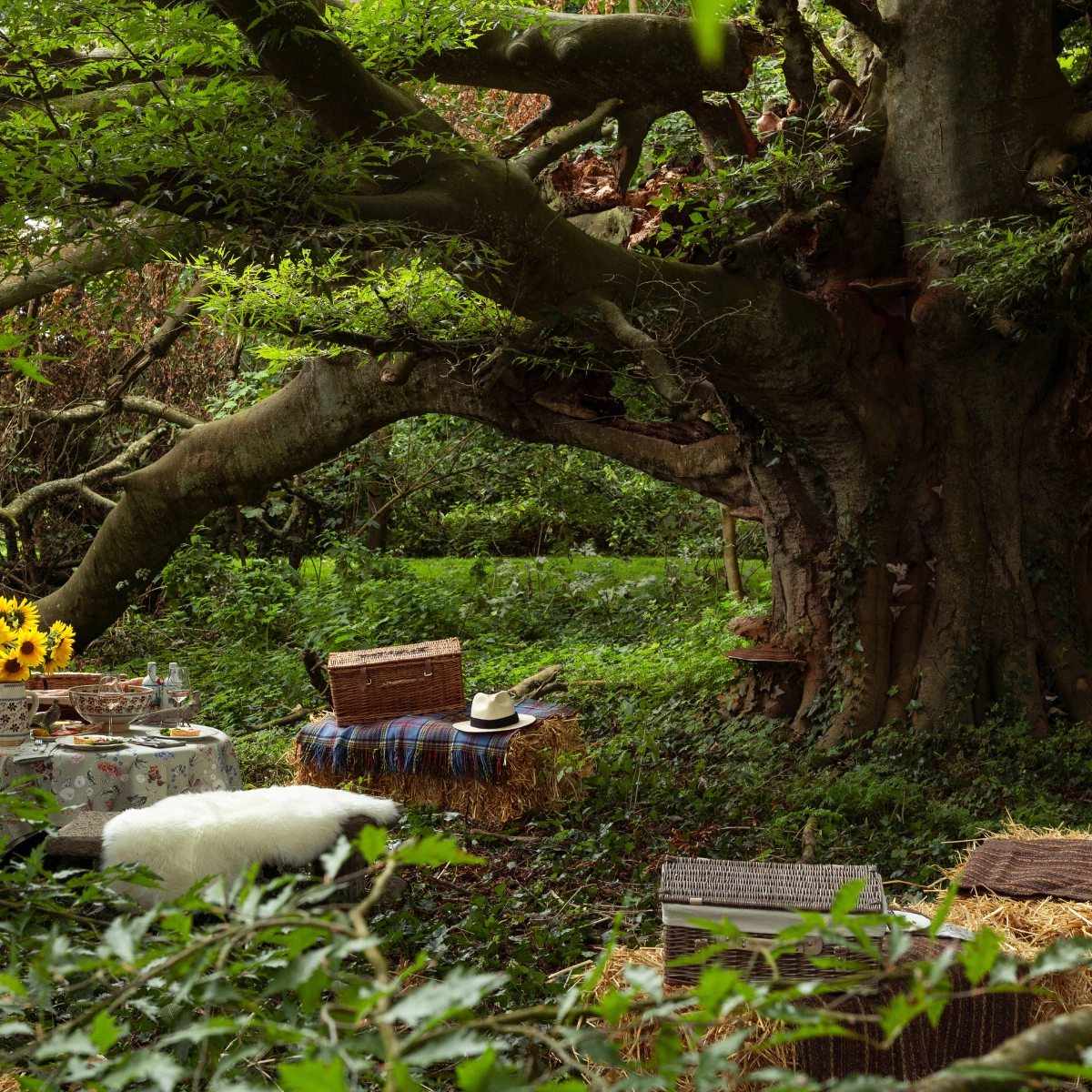 An ancient fern-leaved beech tree on the grounds of Whitestown House. Image by Melanie Mullan 