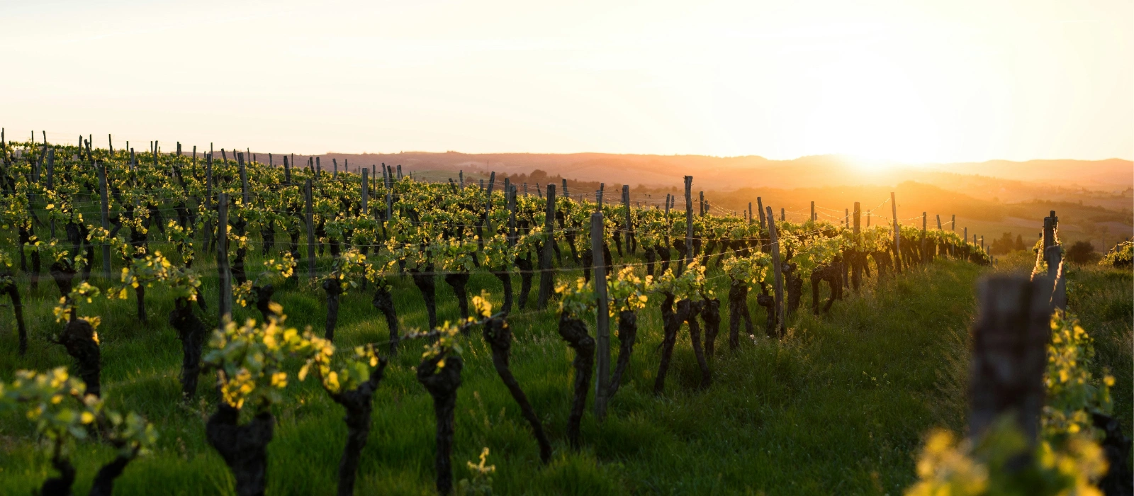 Savour the flavours of French wine for less this September