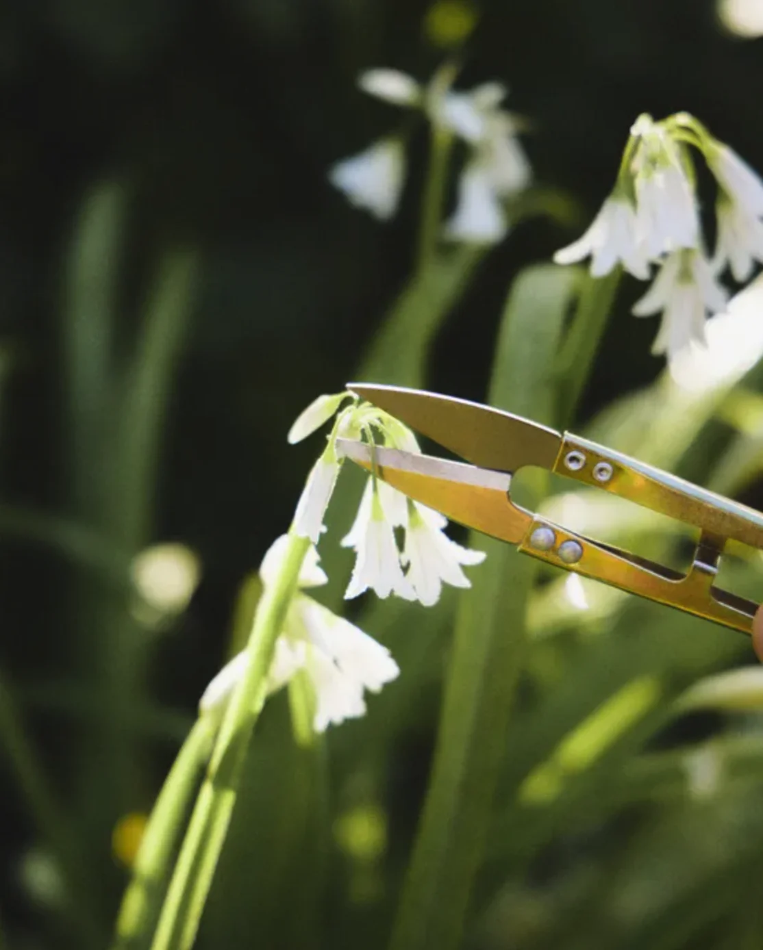 Cutting shears, €9.99, Zara Home 