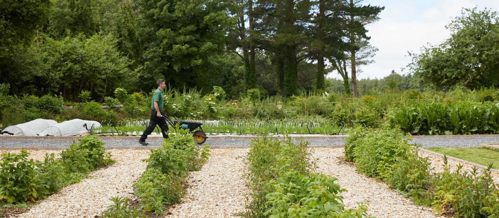 How to grow your own edible garden this summer