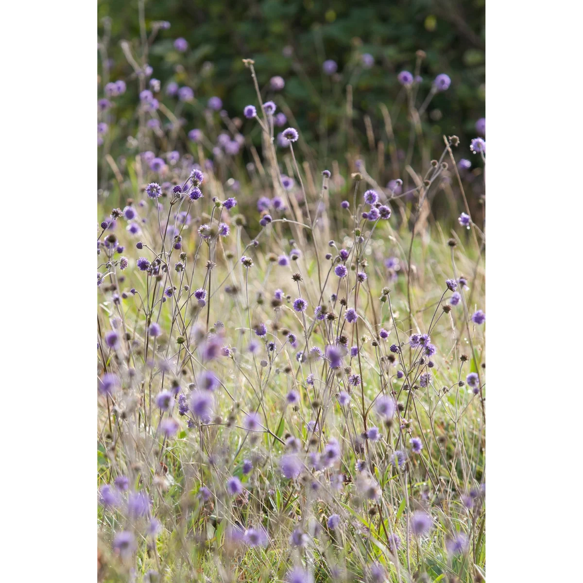 Flowers at the Burren Perfumery